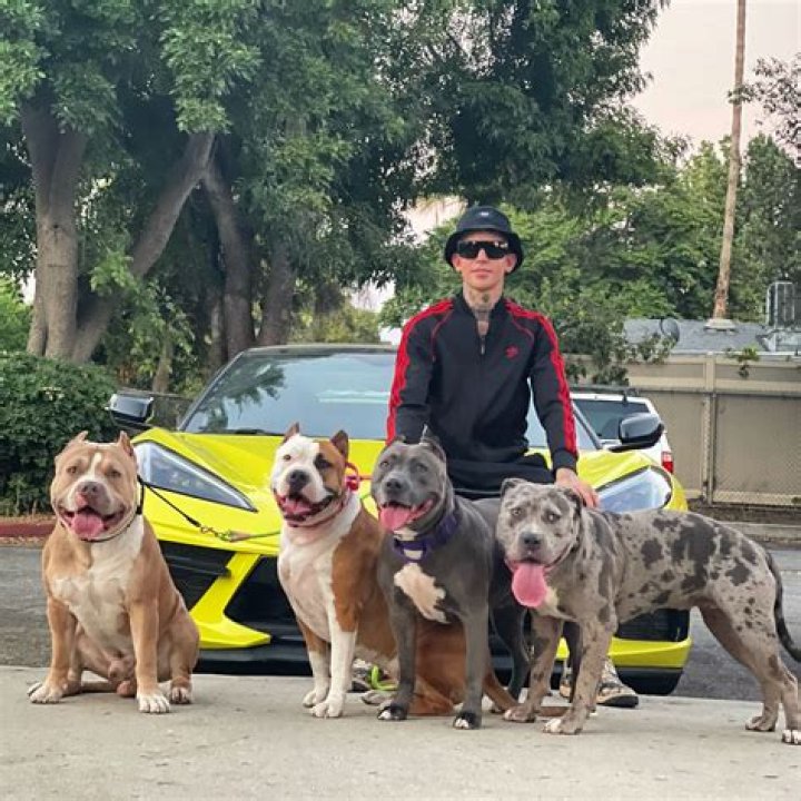 The Dog Daddy net worth, income and estimated earnings of Youtuber channel